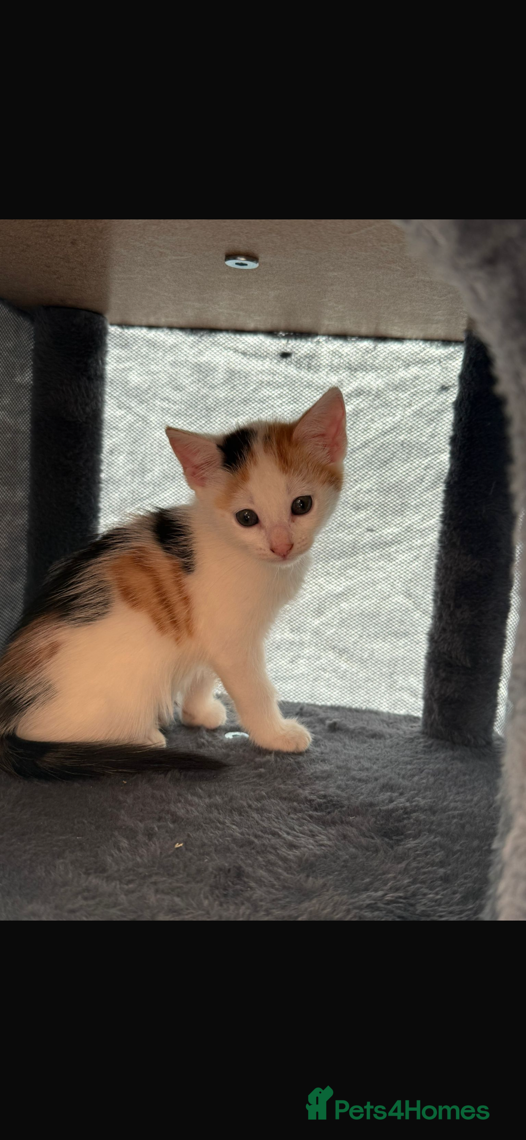 Mixed Breed cats for sale: Beautiful litter of kittens  - Image 12