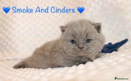 British Shorthair cats for sale: Gccf blue British shorthairs *ready November* - Image 19