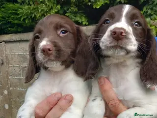 English Springer Spaniel dogs English springer spaniel puppies - Advert 3