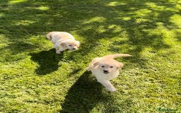 Golden Retriever dogs for sale: Golden retriever puppy's for sale  - Image 5