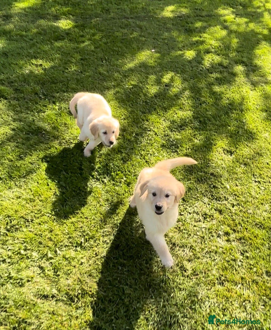 Golden Retriever dogs for sale: Golden retriever puppy's for sale  - Image 5