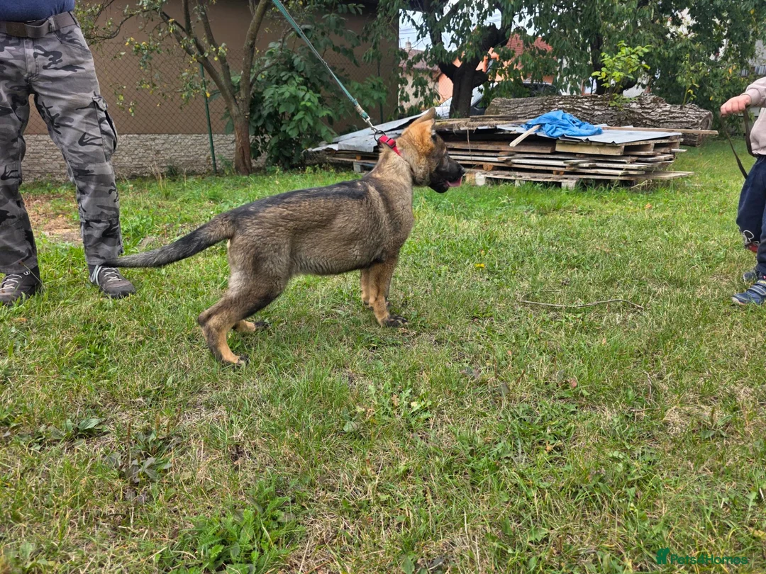 German Shepherd dogs for sale: German shepard in Glasgow - Advert 3