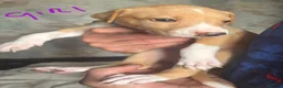 Mixed Breed dogs for sale: Saluki bull greyhound (lurcher) puppy’s  - Advert 6