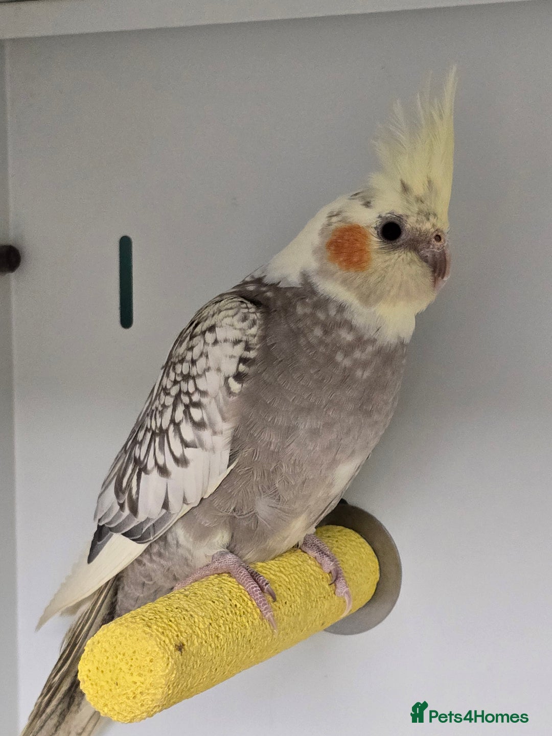 Budgerigars birds for sale: Beautiful Baby Budgies, lovebirds & Cockatiels!!! - Image 6