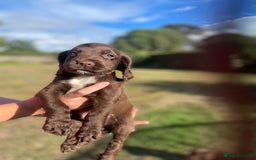 Mixed Breed dogs for sale: Sprockador puppies for sale  - Image 6