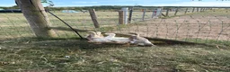 Ducks poultry for sale: Trio of saxony ducks  - Advert 6