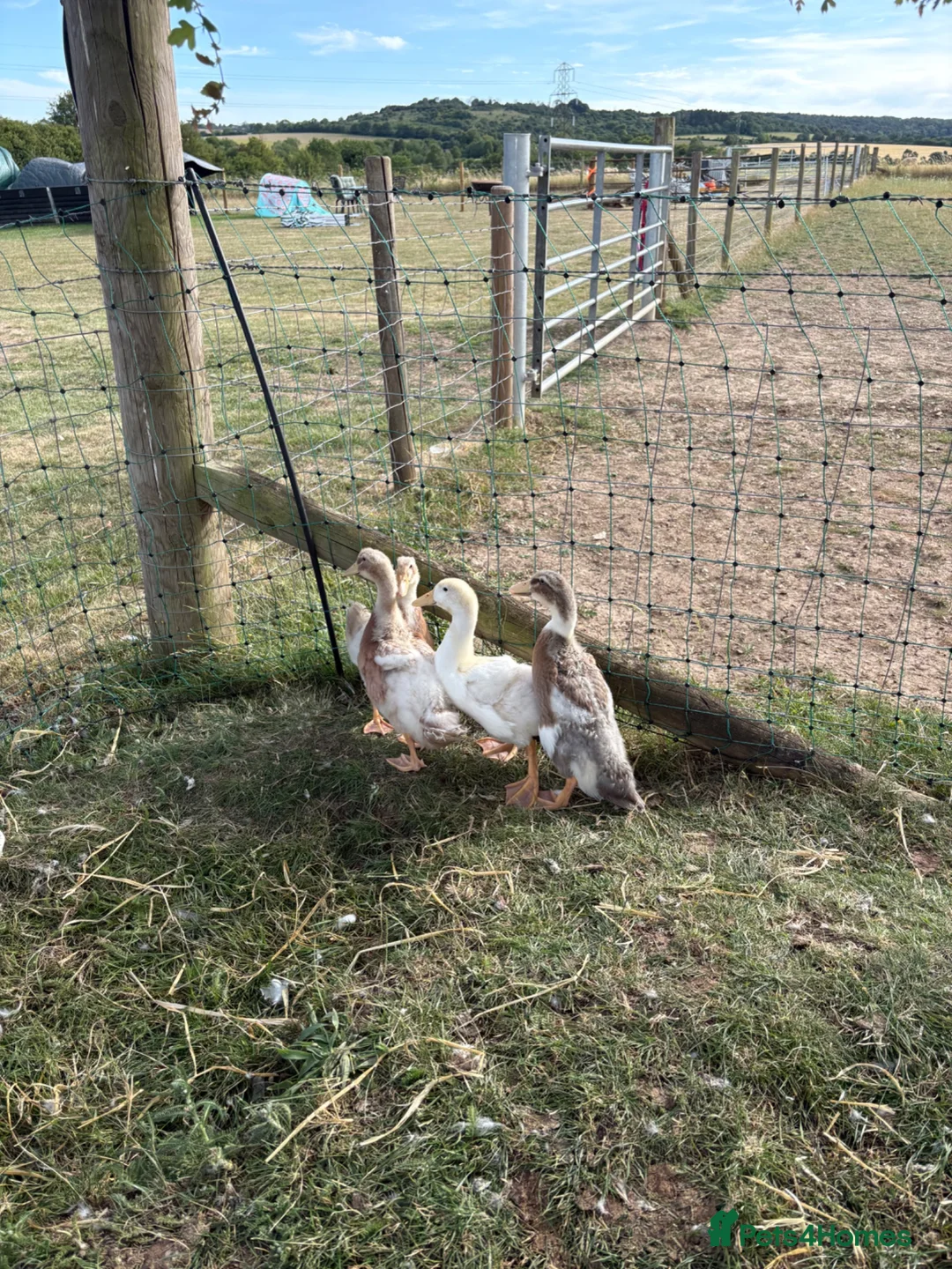 Ducks poultry for sale: Trio of saxony ducks  - Advert 6