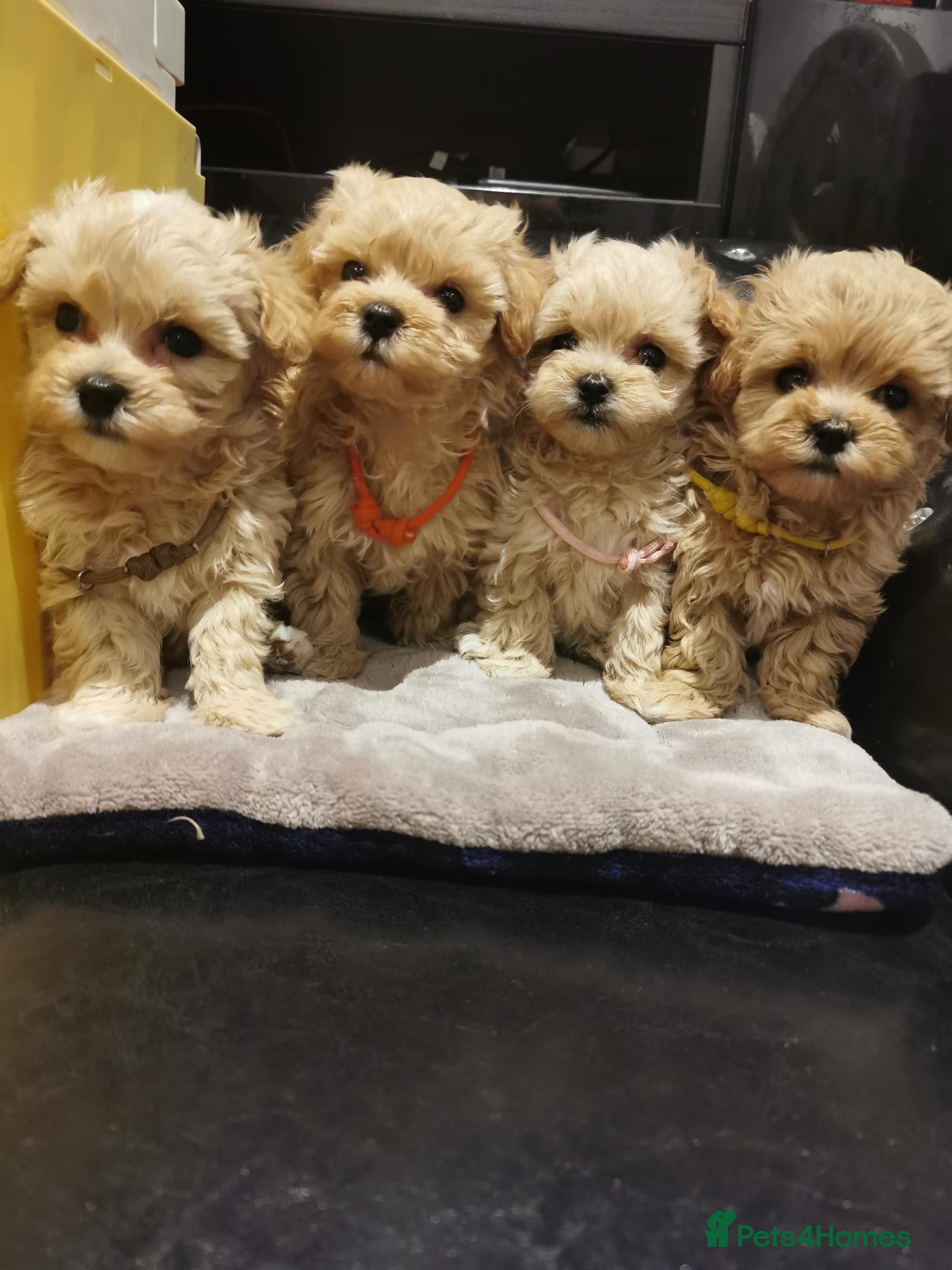 Maltipoo dogs for sale: Tiny Maltipoo F1 KC Parents Extensively DNA Clear  - Advert 2
