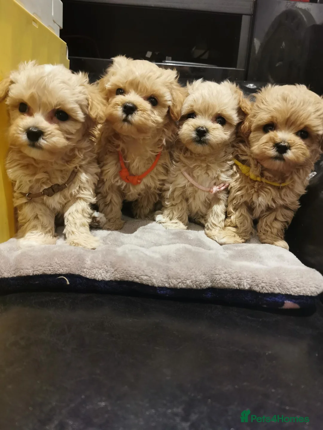 Maltipoo dogs for sale: Tiny Maltipoo F1 KC Parents Extensively DNA Clear  - Advert 2