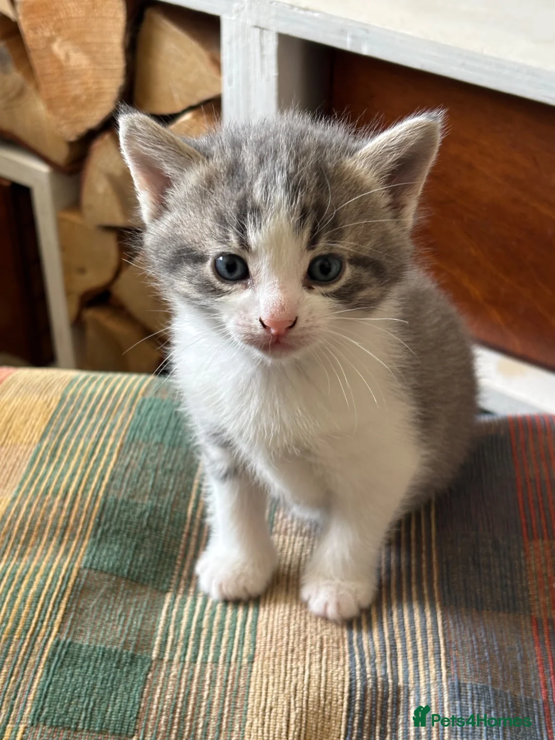 Mixed Breed cats for sale: Beautiful Kitten ready for new homes 9th July  in Craven Arms - Advert 10