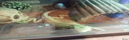 Bearded Dragon reptiles for sale: Bearded dragon female  in Birmingham - Advert 2