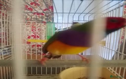 Finches birds for sale: Gouldian finches for sale  - Image 12