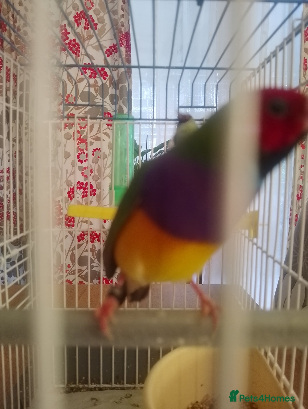 Finches birds for sale: Gouldian finches for sale  - Image 12
