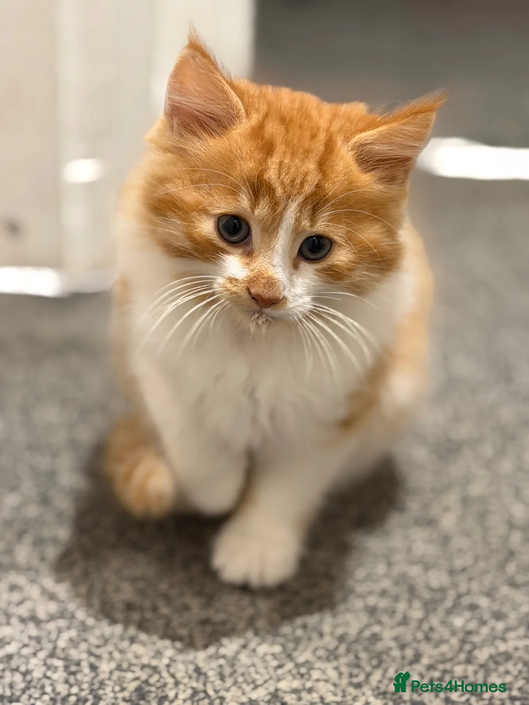 British Longhair cats for sale: Two longhaired kittens looking for forever home  - Advert 2