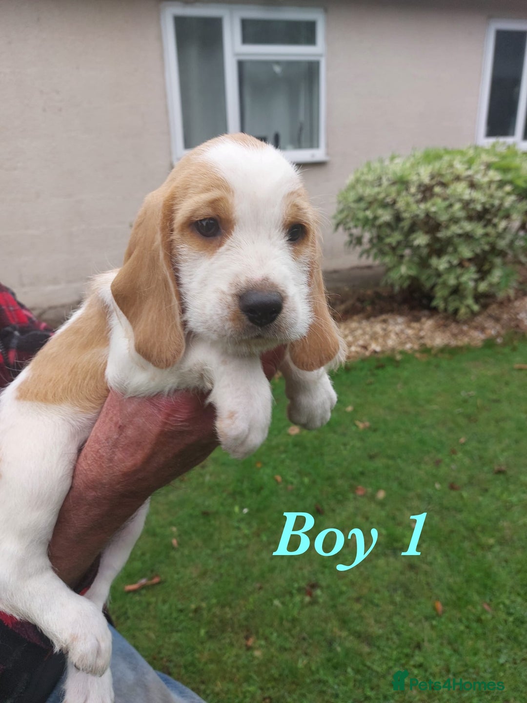 Beagle dogs for sale: Beautiful teckle beagles for sale! - Image 2