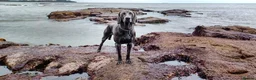 Weimaraner dogs for stud: No Cost 1 Year Old Blue Weimaraner For Stud - Advert 3