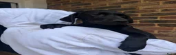 Labrador Retriever dogs for sale: Labrador puppies  - Advert 1