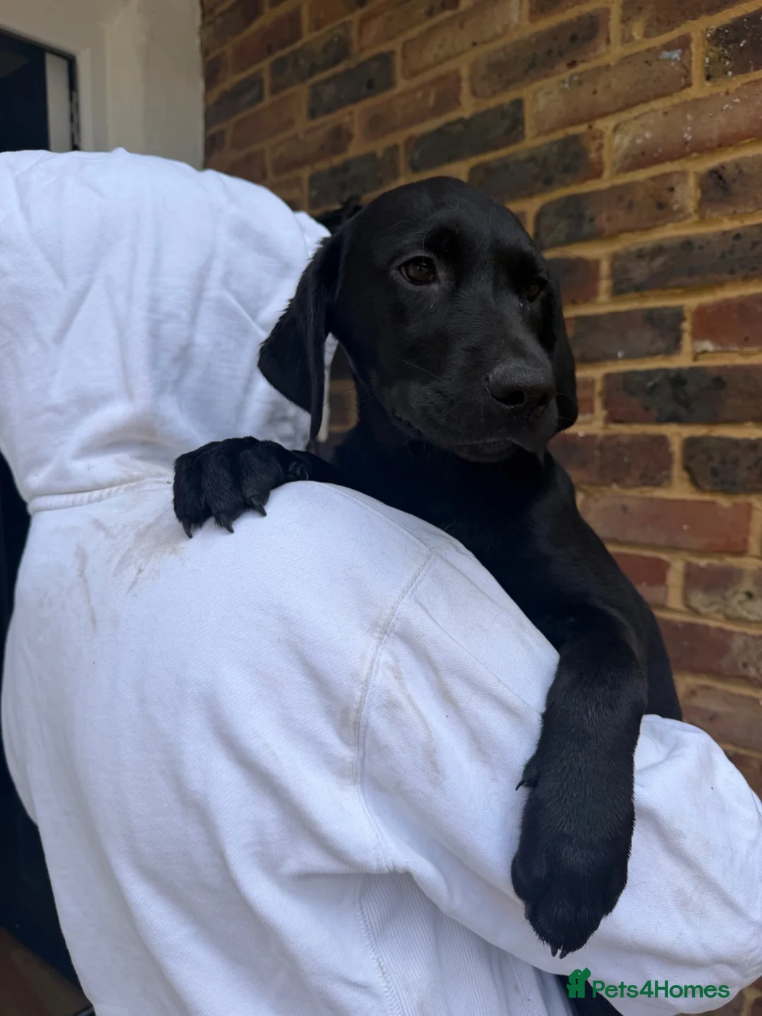 Labrador Retriever dogs for sale: Labrador puppies  - Advert 1