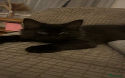 Mixed Breed cats for sale: Last of litter looking for a home - Image 1