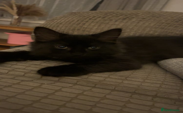 Mixed Breed cats - Advert 1