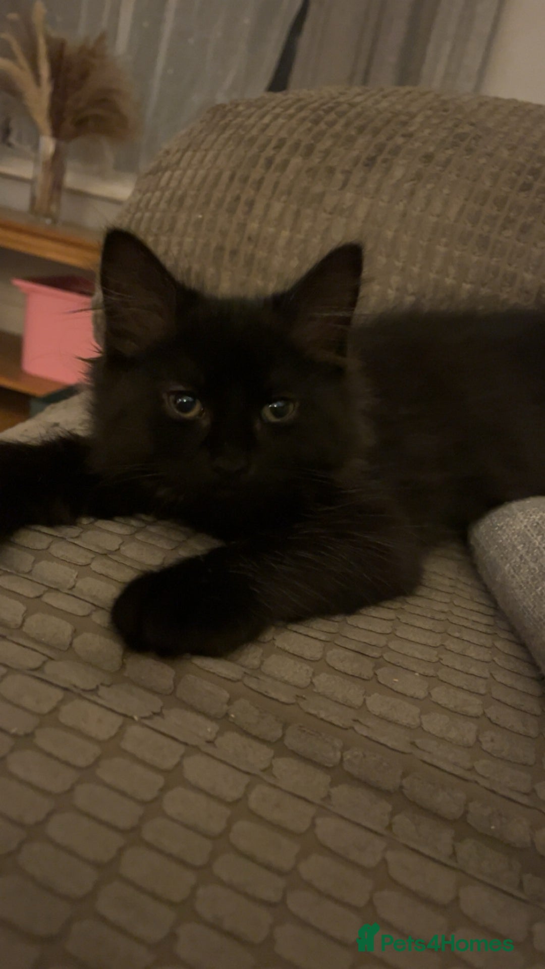 Mixed Breed cats for sale: Last of litter looking for a home - Image 1