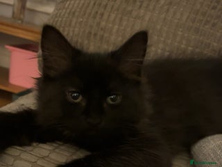 Mixed Breed cats - Advert 7