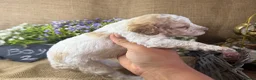 Lagotto Romagnolo dogs for sale: Cuteness overload Lagotto Romangnolo Puppies  - Advert 19