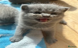 British Shorthair cats for sale: Stunning British Blue Short Hair Kittens - Image 10