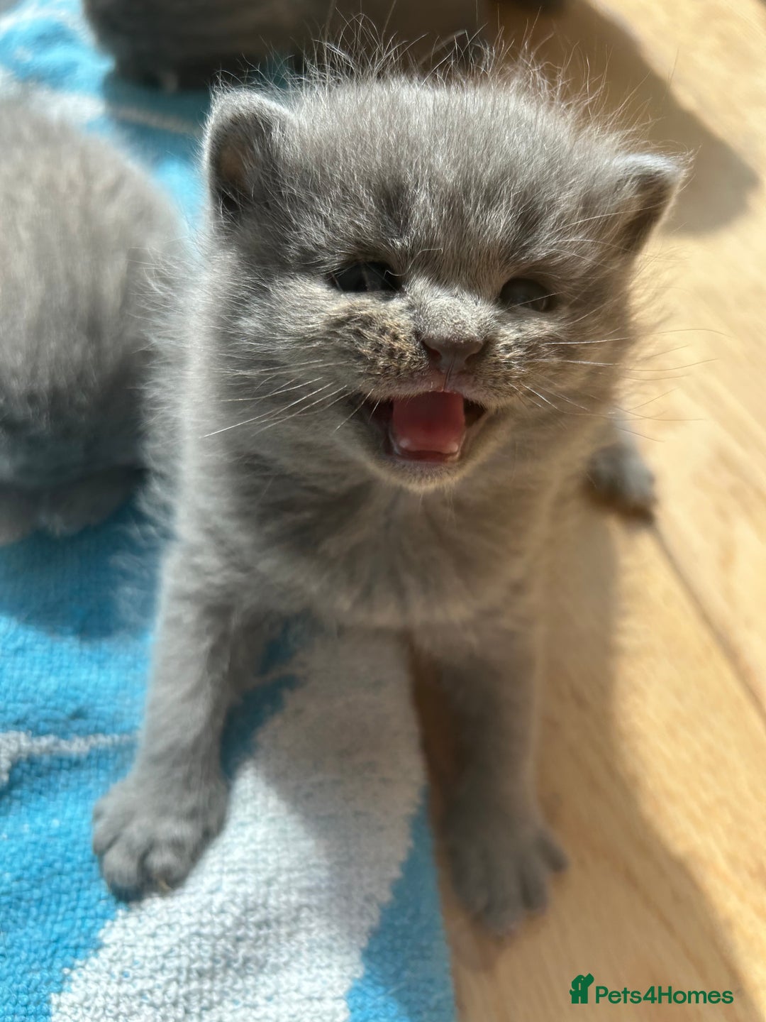 British Shorthair cats for sale: Stunning British Blue Short Hair Kittens - Image 10