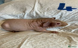 Guinea Pig rodents for sale: Skinny pig and smooth haired Guinea pigs - Image 10