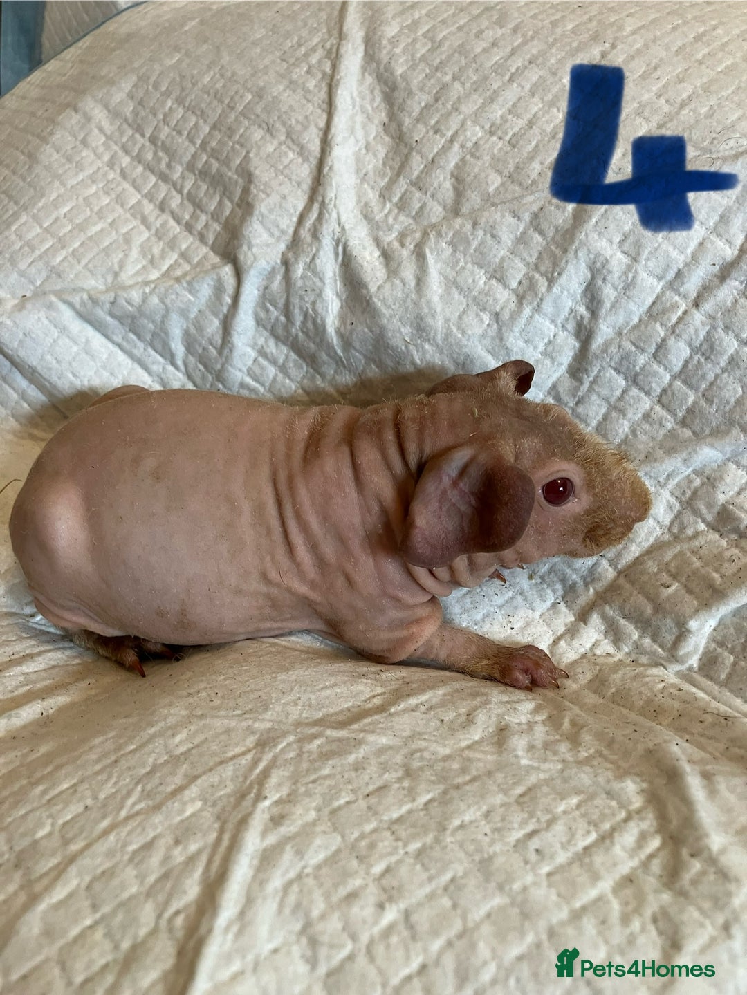 Guinea Pig rodents for sale: Skinny pig and smooth haired Guinea pigs - Image 10