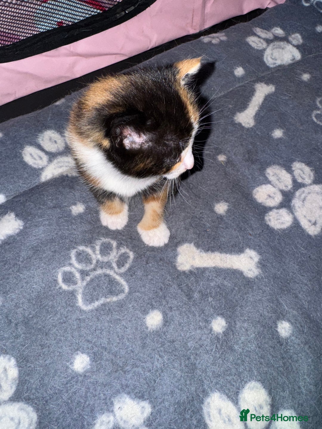 Mixed Breed cats for sale:  Beautiful tortoise shell half maincoon kittens  - Advert 19