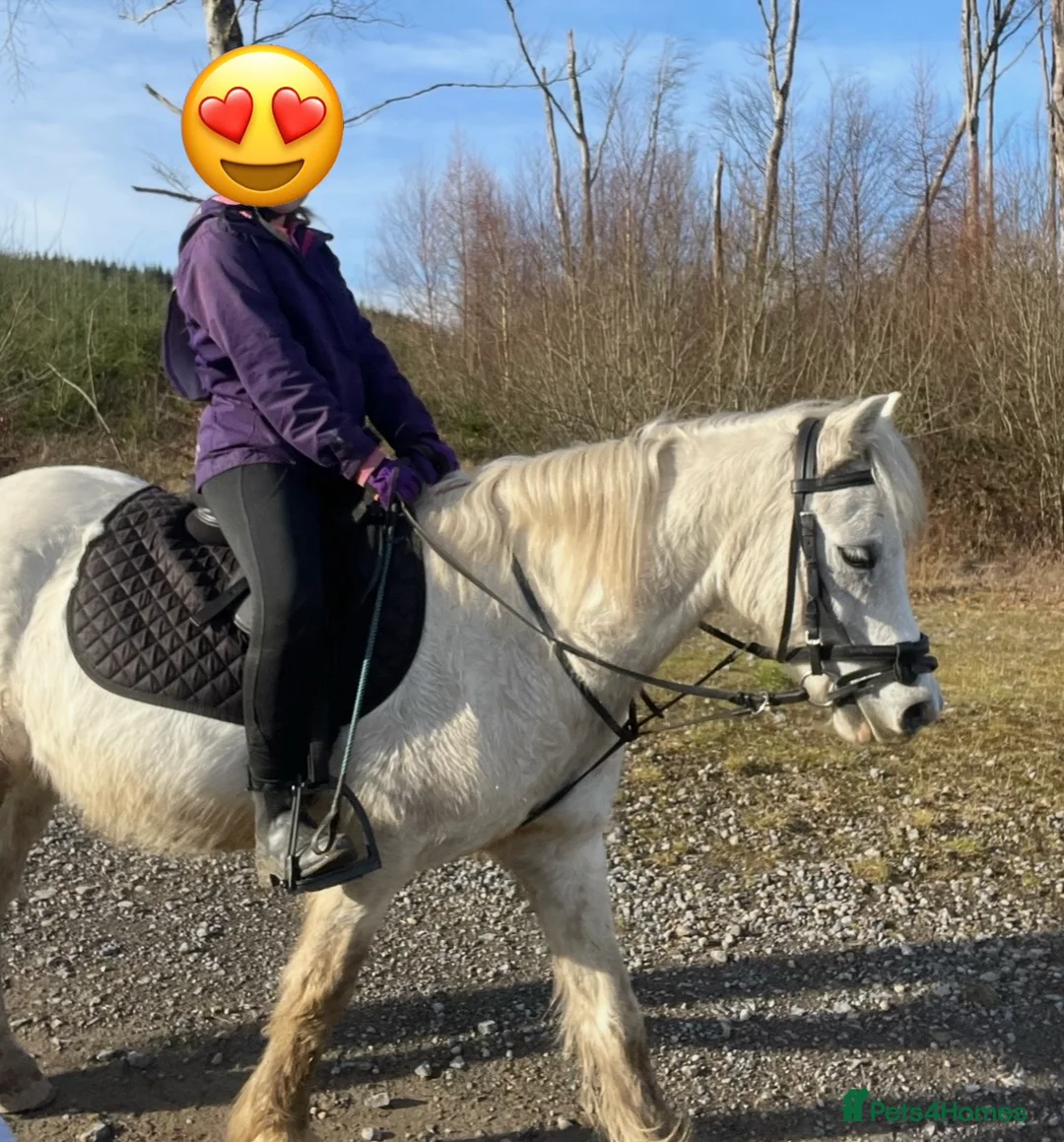 Welsh Section A horses for sale: Rascal by name and nature in Merthyr Tydfil - Advert 1