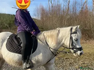 Welsh Section A horses Rascal by name and nature - Advert 1