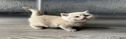 British Shorthair cats for sale: Beautiful British Shorthair Kittens - Advert 15