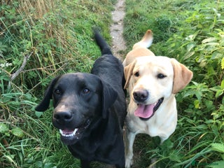 Labrador Retriever dogs in Derby - Advert 20