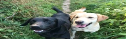 Labrador Retriever dogs for stud: 🐾LICENSED BREEDERS & LABRADOR STUD DOGS 🐾 in Woodhall Spa - Advert 2