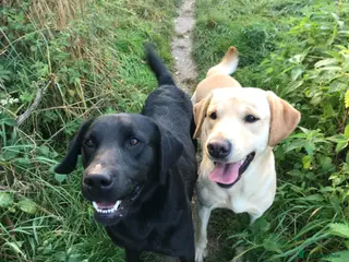 Labrador Retriever dogs 🐾LICENSED BREEDERS & LABRADOR STUD DOGS 🐾 in Derby - Advert 9