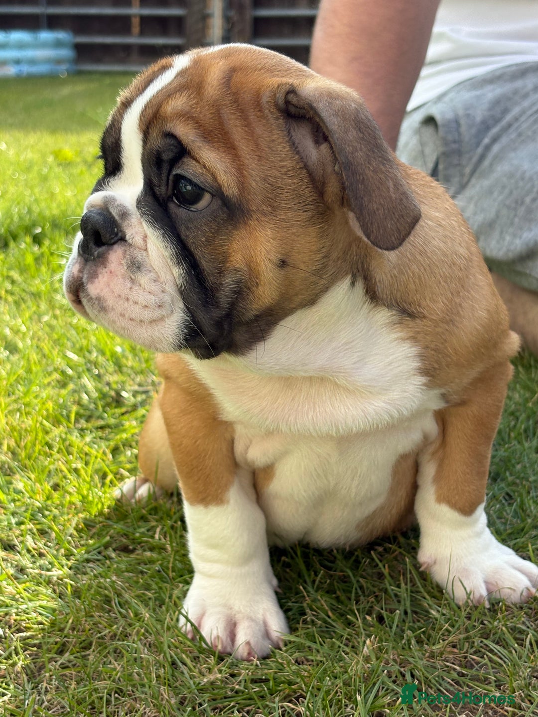 English Bulldog dogs for sale: English bulldog puppies  - Image 9