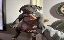 Staffordshire Bull Terrier dogs for sale: Clever Blue Staffordshire Bull Terriers For Sale - Image 4