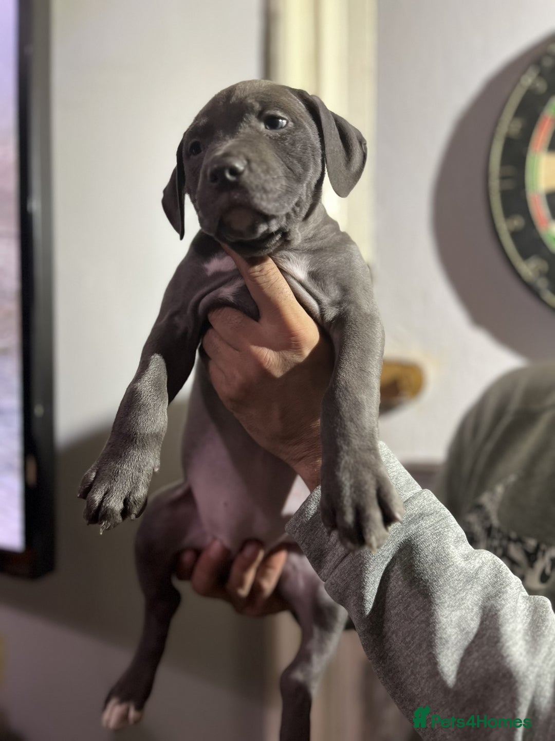 Staffordshire Bull Terrier dogs for sale: Clever Blue Staffordshire Bull Terriers For Sale - Image 4