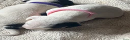 Jack Russell dogs for sale: Lovely Jack Russel puppies  - Advert 19