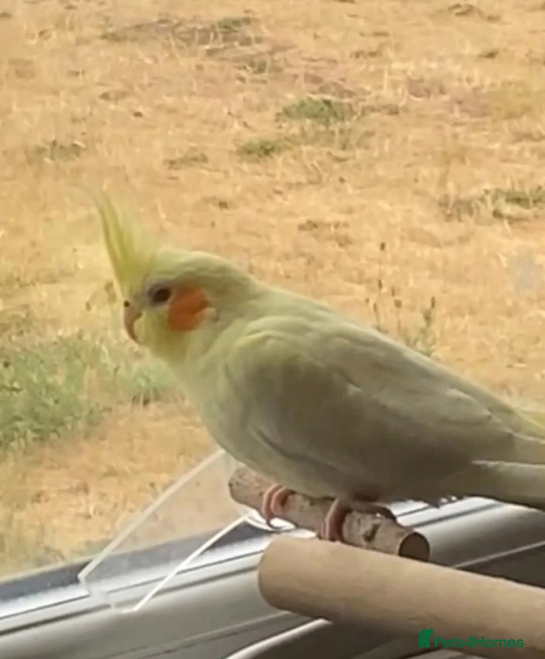 Cockatiels birds for sale: 3 female cockatiels for sale in Grimsby in Grimsby - Advert 3