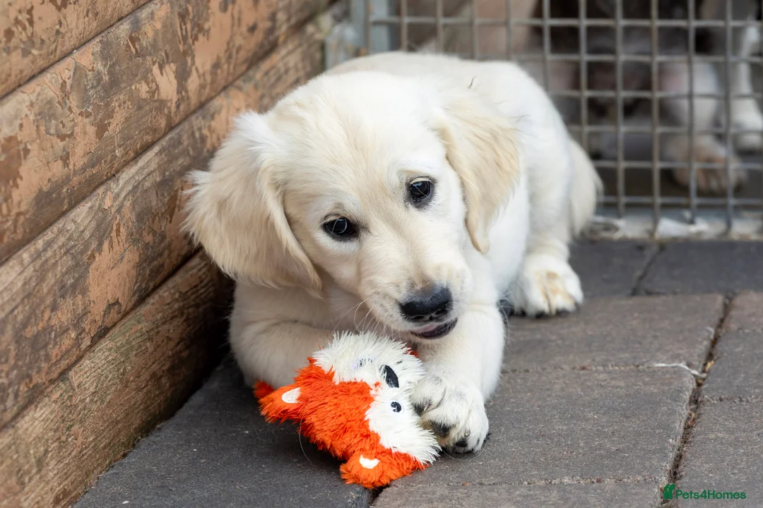 Golden Retriever dogs for sale: Kc reg golden retriever - Advert 6