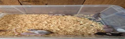 Mouse rodents for sale: Fancy pet mice for sale £8 each  in Manchester - Advert 11
