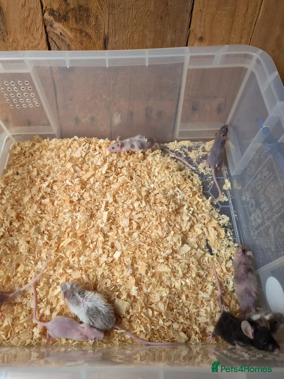 Mouse rodents for sale: Fancy pet mice for sale £8 each  in Manchester - Advert 11