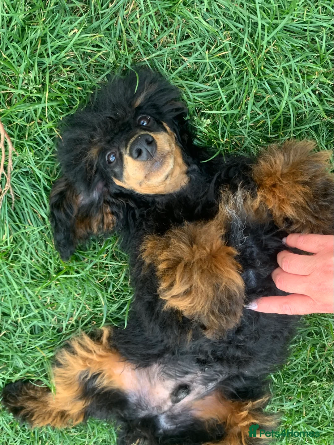 Miniature Poodle dogs for stud: MONKEY! Health tested, phantom poodle proven STUD  in Bacup - Advert 3