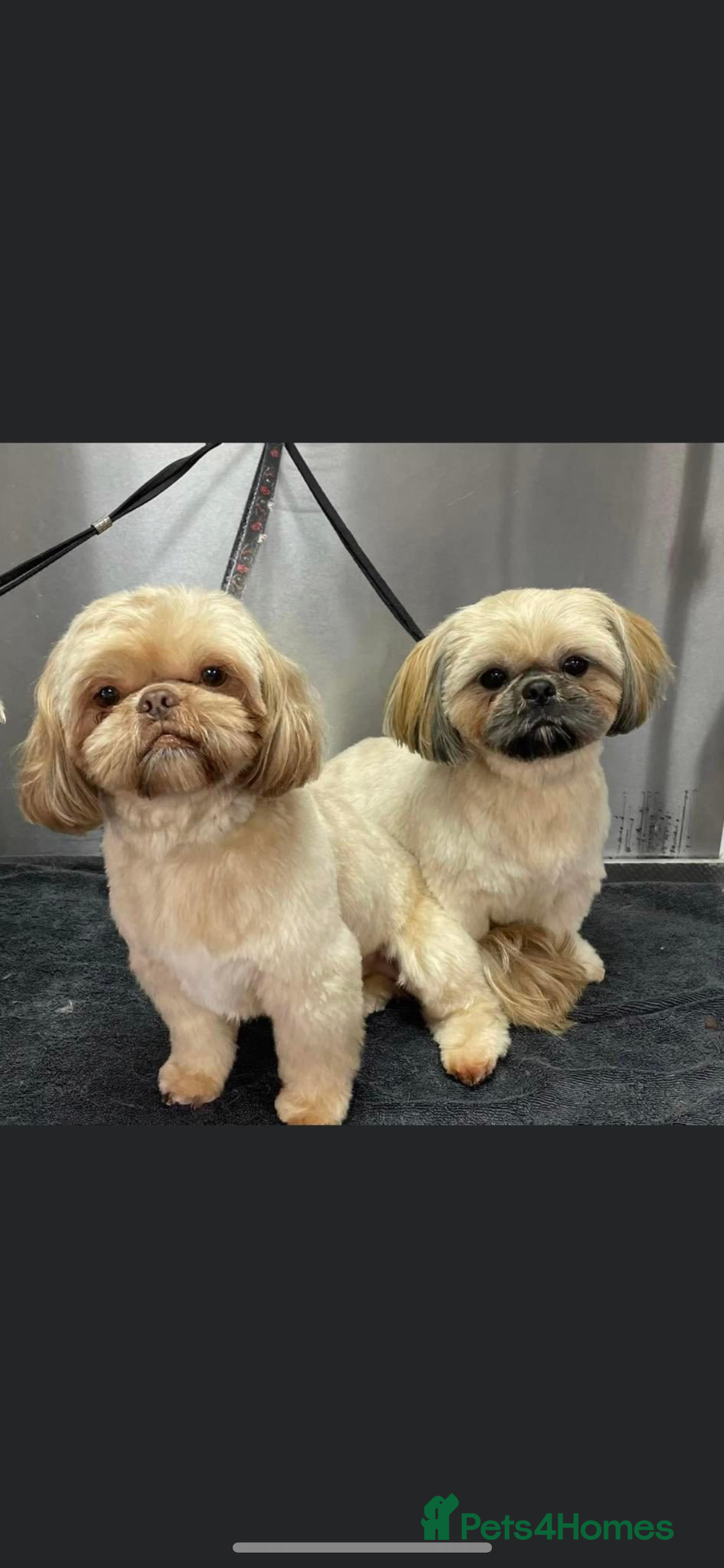 Shih Tzu dogs for sale: Ready to leave- imperial Shih Tzu - Image 3