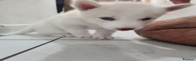 Siberian Husky 1