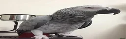 Parrots birds for sale: Male and female congo African Grey Parrots in Southampton - Advert 10
